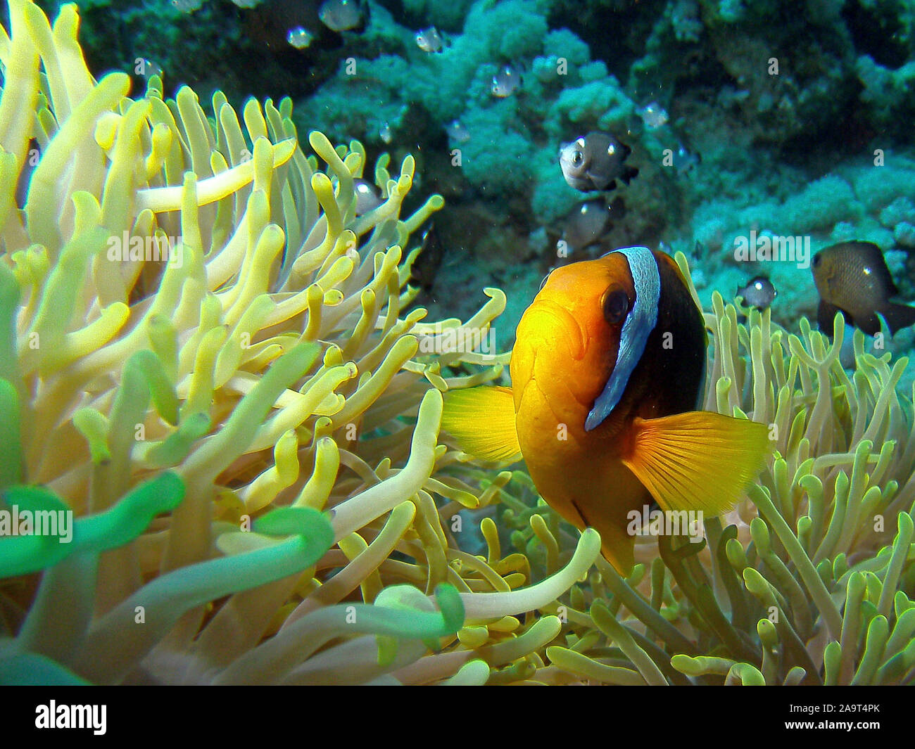 Rotmeer-Anemonenfisch / Amphiprion bicinctus / Clownfisch / Anemonenfisch / Nemo a circuizione Wirtanemone Symbioseanemone / / / Anemone Seeanemone in ein Foto Stock