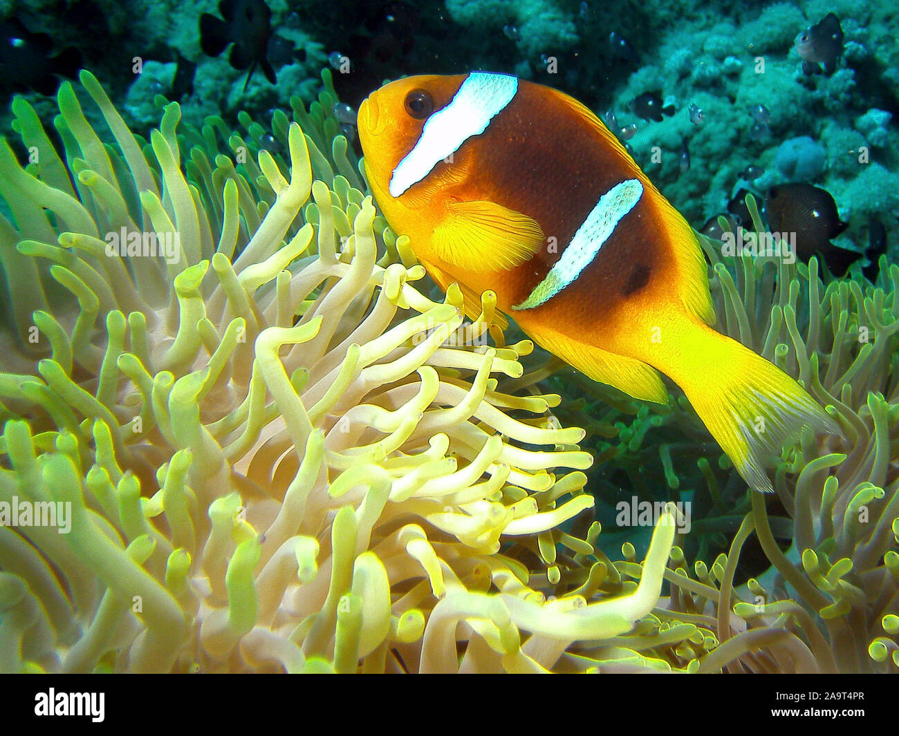 Rotmeer-Anemonenfisch / Amphiprion bicinctus / Clownfisch / Anemonenfisch / Nemo a circuizione Wirtanemone Symbioseanemone / / / Anemone Seeanemone in ein Foto Stock