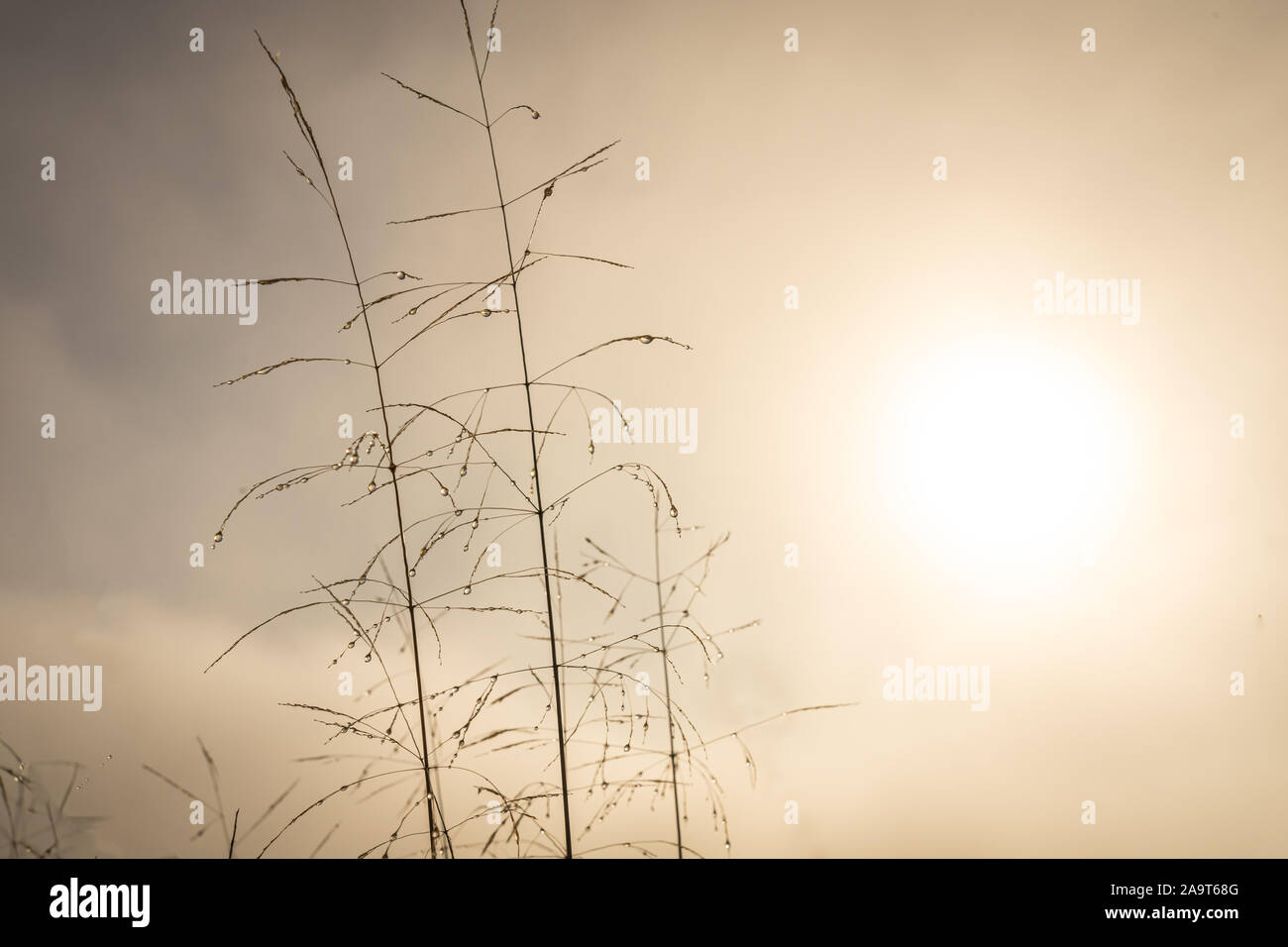 Gocce di rugiada sulle erbe in una nebbiosa mattina sulla comune Foto Stock