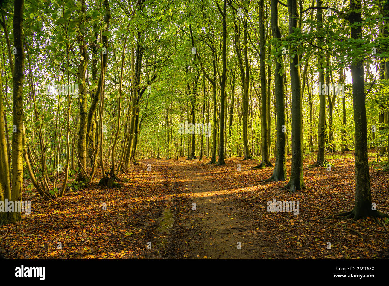 Bassa sole che splende attraverso gli alberi del bosco aperto Foto Stock