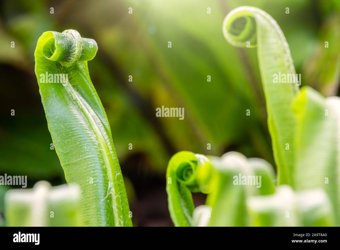 La felce Asplenium scolopendrium, noto come hart-linguetta felce, Phyllitis scolopendrium. Felce in genere Asplenium. Reliquia del periodo Terziario. Foto Stock