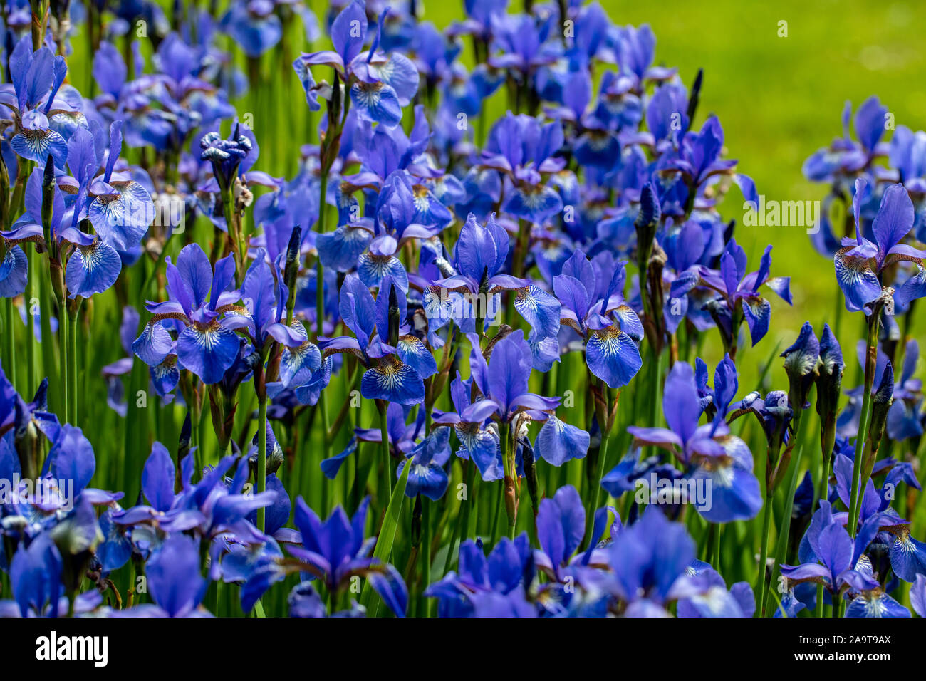 Fiori blu Iris versicolor splendidamente in fiore nel giardino Foto Stock