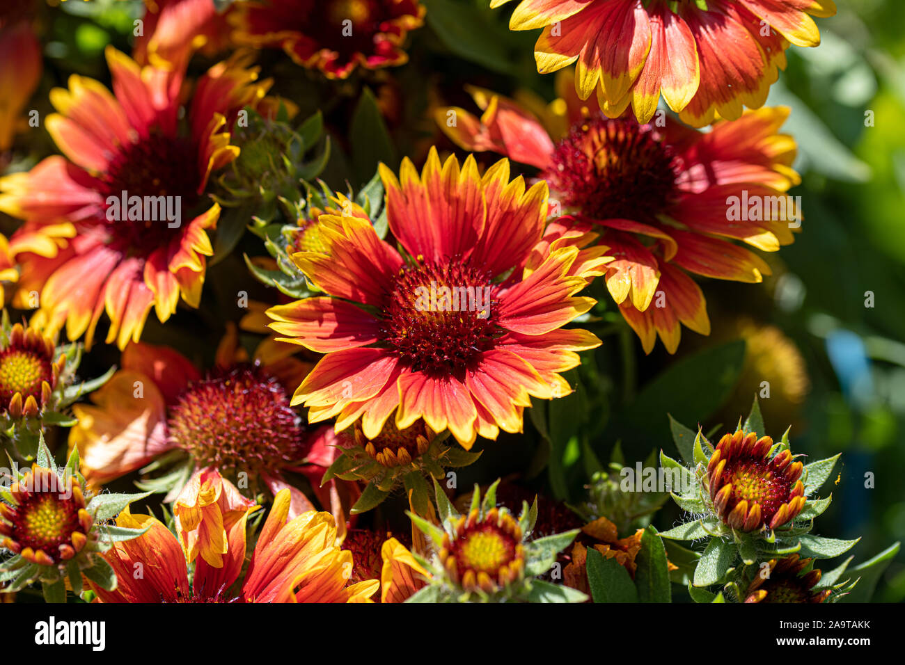 Scenic fioritura( Gaillardia gaillardia pulchella) in macro Foto Stock