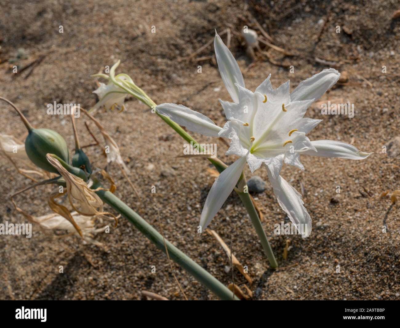 Pancratium maritimum, o sea daffodil, pianta bulbosa della regione del Mediterraneo e Mar Nero con sonda campionatrice Amaryllis, Crinum borer, Lily borer o Kew un Foto Stock