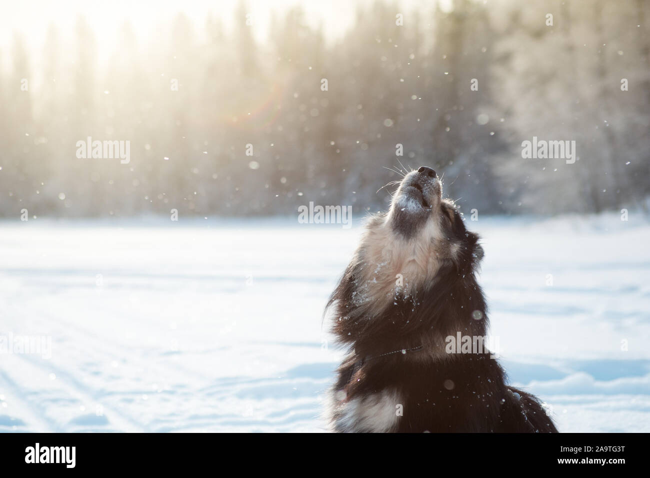 Lapphund finlandese sulla seduta su un lago ghiacciato di ghiaccio e ululati, paesaggio invernale in nevicata Foto Stock