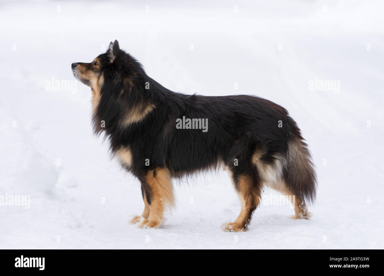 Lapphund finlandese permanente sulla neve, il paesaggio invernale, Finlandia Foto Stock