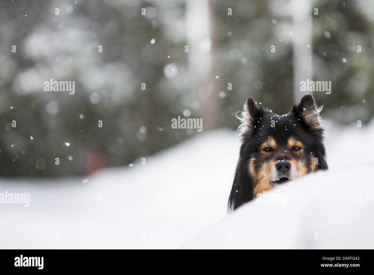 Ritratto di un Lapphund Finlandese, nevicata nel paesaggio invernale Foto Stock