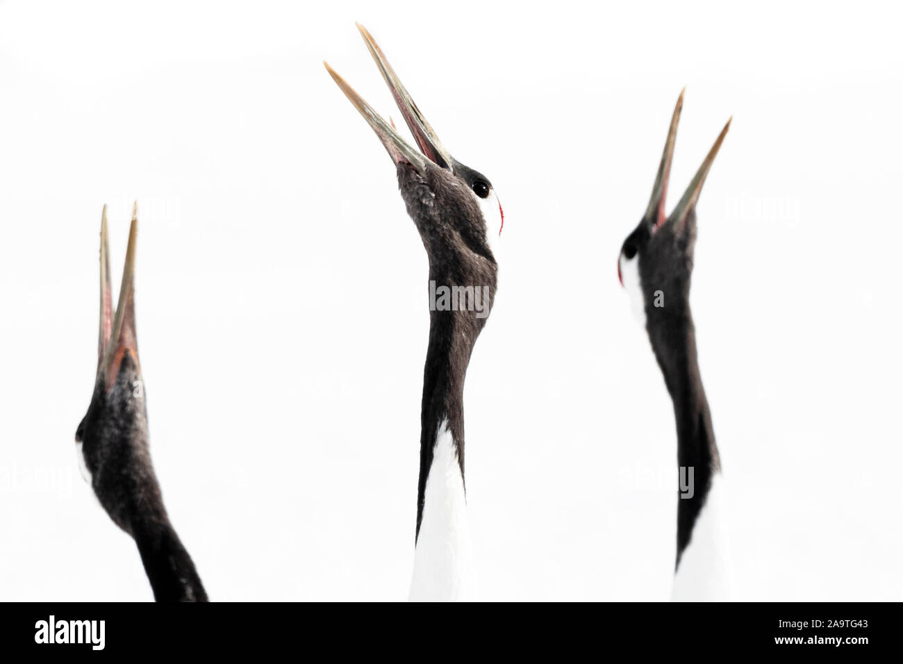 Questo trio di Red-Crowned gru è clacson per attirare l'attenzione delle femmine. Essi sono un simbolo del Giappone e della Corea. Logo JAL Foto Stock