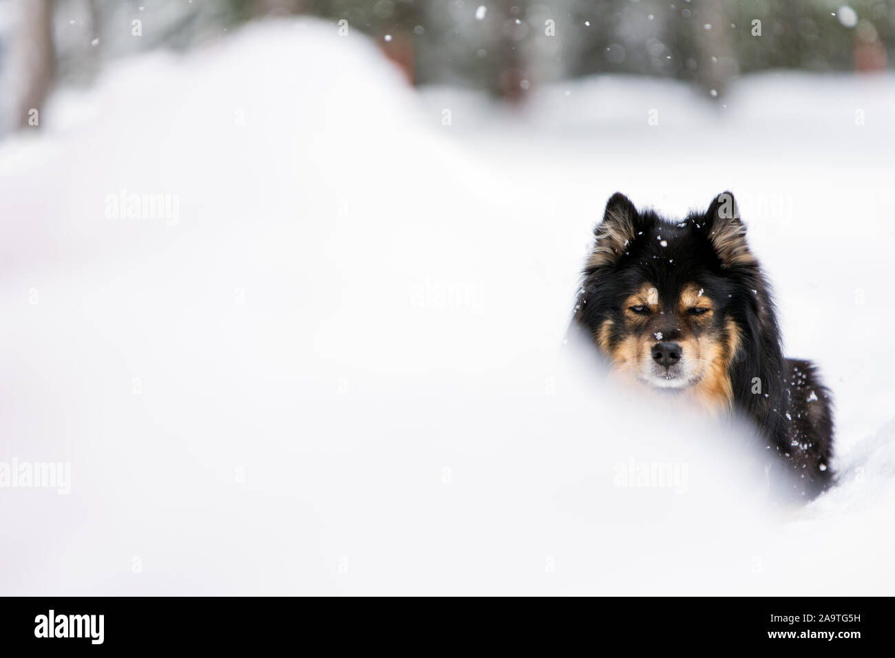 Ritratto di un Lapphund Finlandese, nevicata nel paesaggio invernale Foto Stock