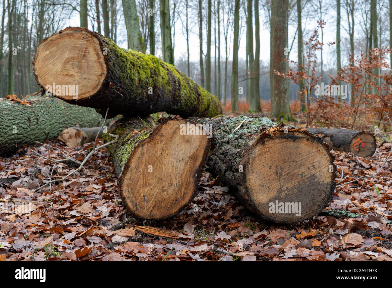 Tronchetti di legno che giace nella foresta. Taglio di alberi pronti per  esportare dalla foresta. La stagione autunnale Foto stock - Alamy