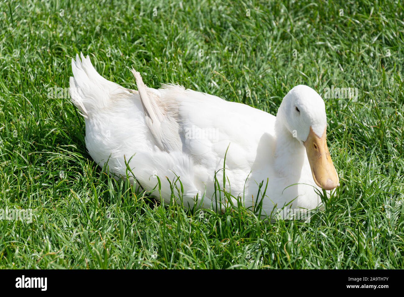 Aylesbury anatra seduta in erba, Duck Pond, Haddenham, Buckinghamshire, Inghilterra, Regno Unito Foto Stock