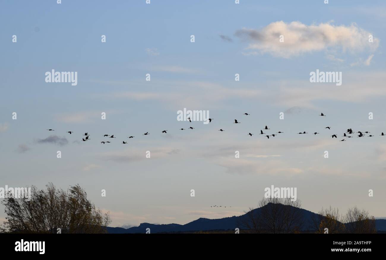 Stormo di gru che arrivano a passare un inverno in Spagna. Gru battenti in branchi, un pomeriggio autunnale che arrivano al nido e sollevare i loro pulcini. Foto Stock