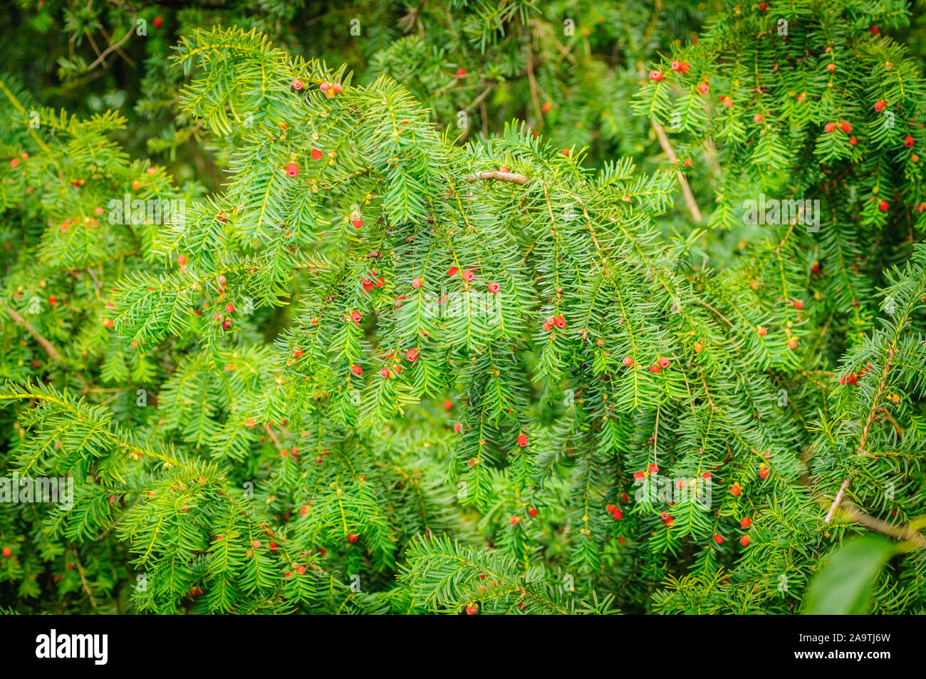 Unione yew Taxus baccata è un nativo di conifere in Europa occidentale, Europa centrale e meridionale, Africa nord-occidentale, Iran settentrionale e Asia sud-ovest. Berrie rosso Foto Stock