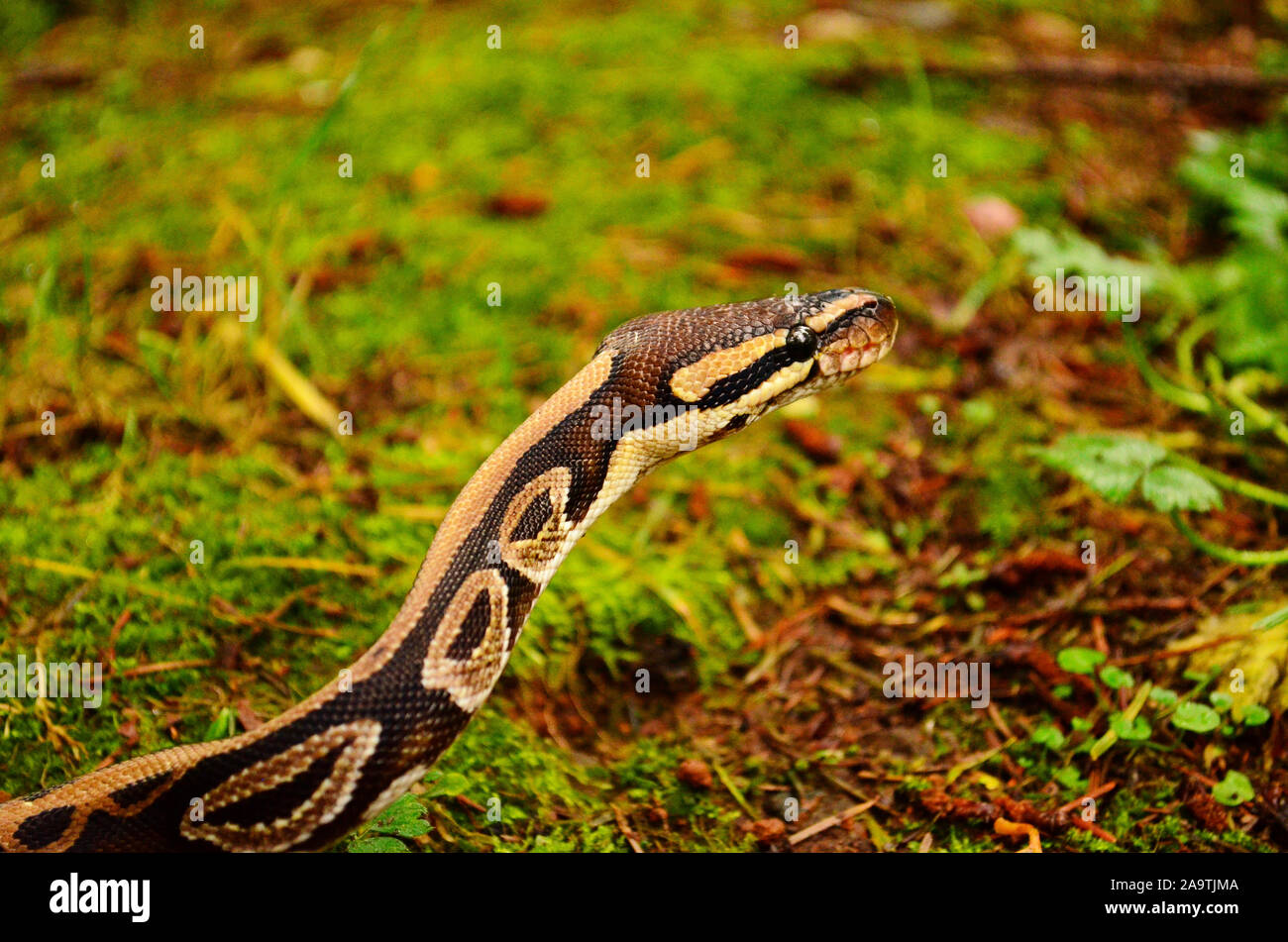 Sfera python in erba; guardando intorno Foto Stock