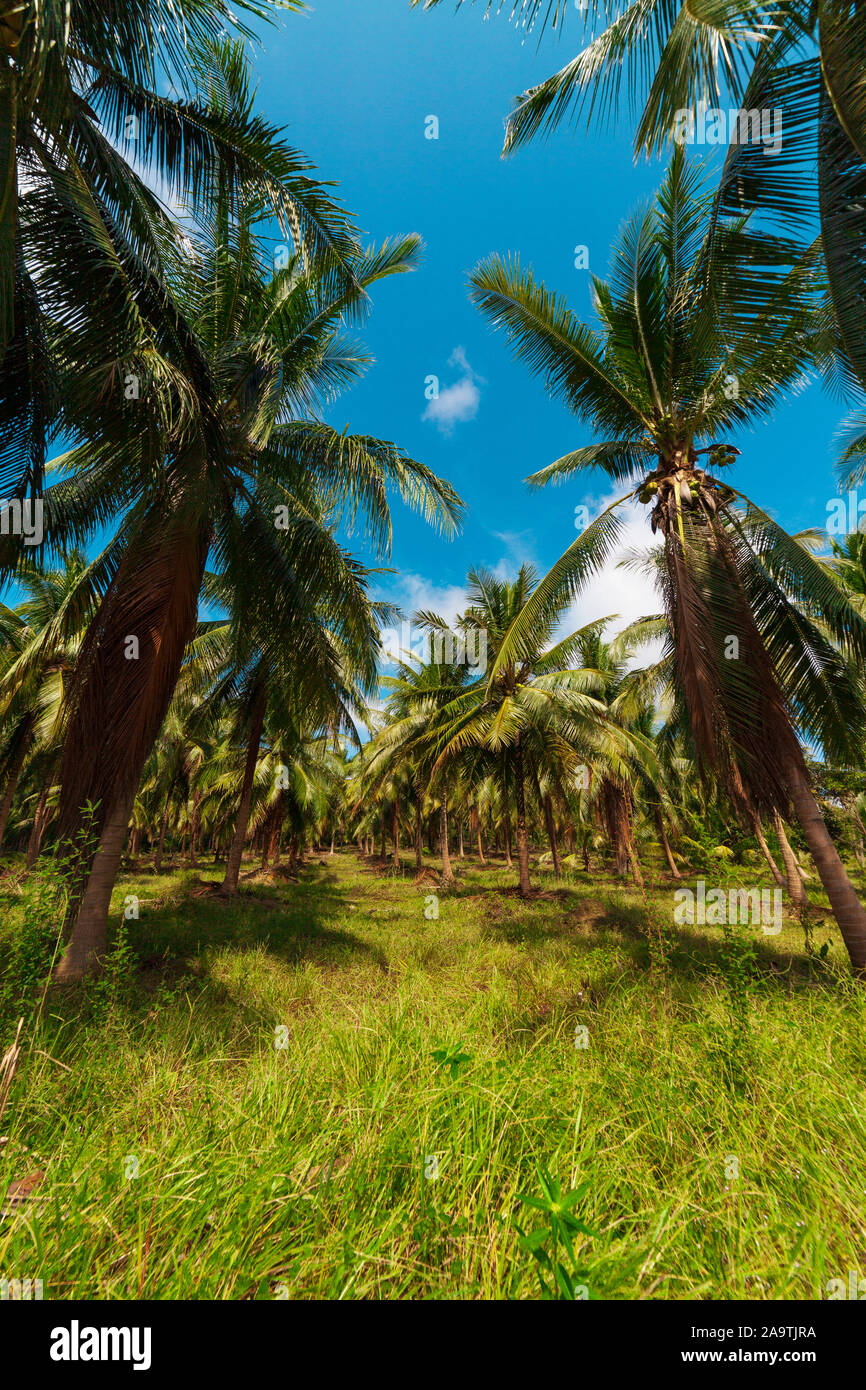 Palme di cocco in prospettiva Foto Stock