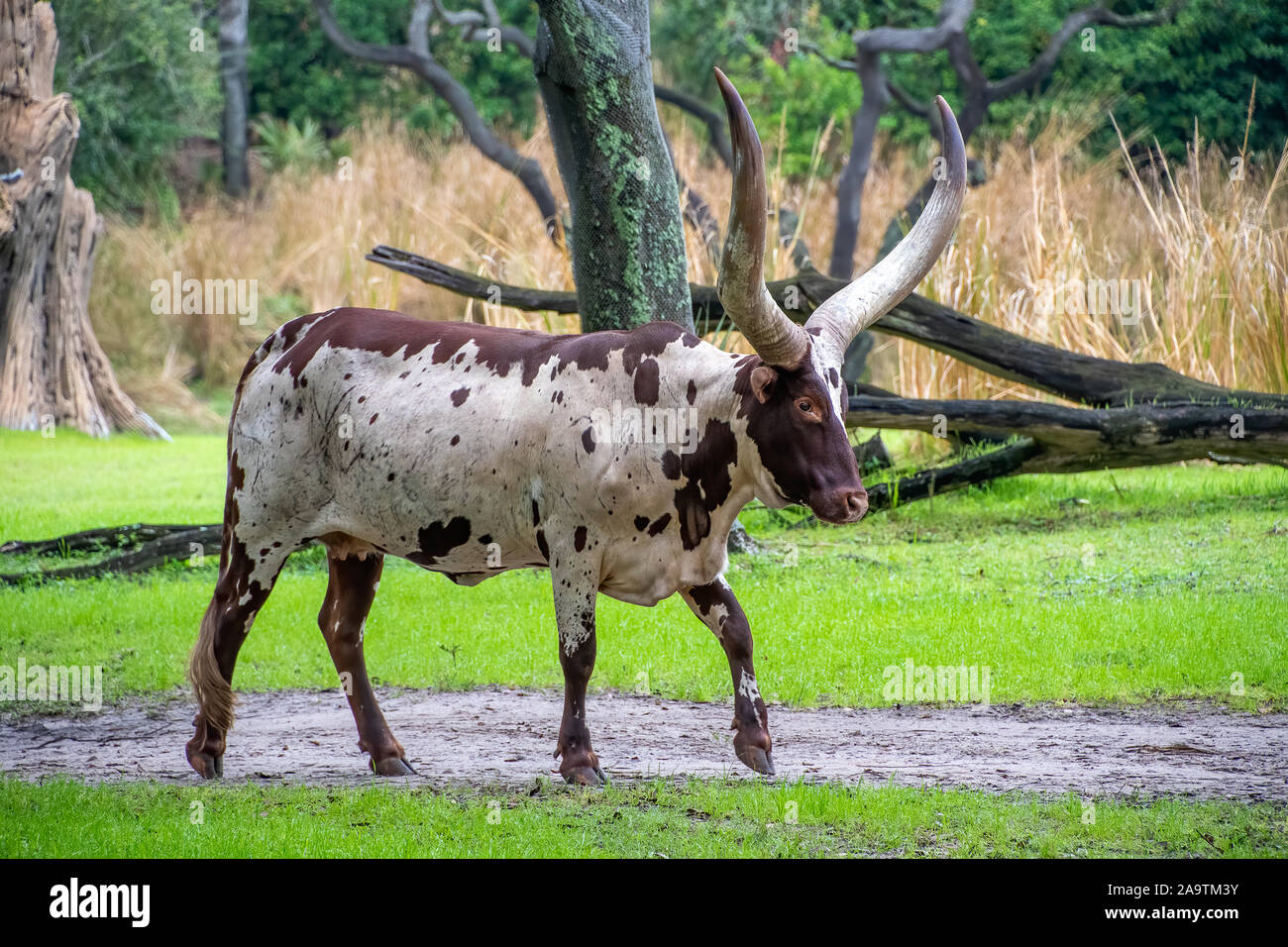 Ankole Watusi Longhorn bestiame in pascolo verde Foto Stock