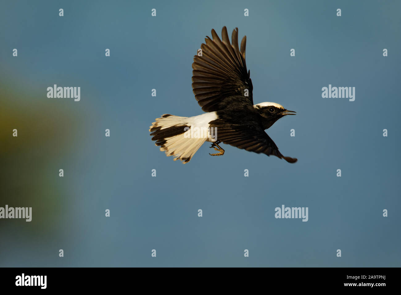 Bianco-incoronato culbianco - Oenanthe leucopyga in bianco e nero di razze di uccelli in zone pietrose deserti del Sahara e saudita in Iraq, in gran parte residenti, Foto Stock