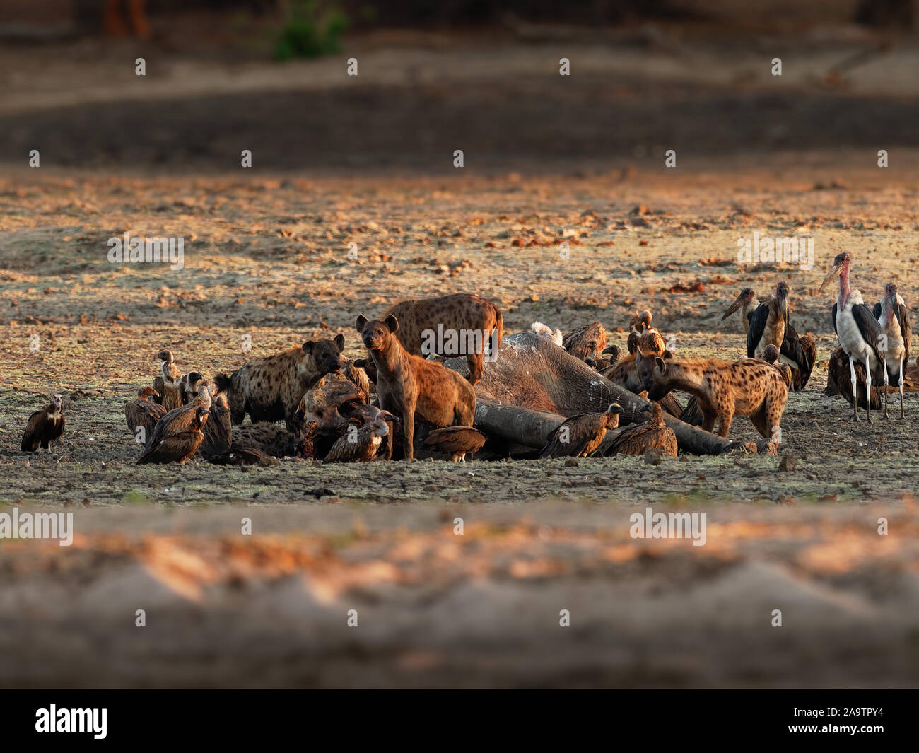 Spotted Hyena - Crocuta crocuta diversi iene e avvoltoi alimentare sull'elefante morto nel fango, Mana Pools in Zimbabwe. Una terra molto secca nei primi mesi del Foto Stock