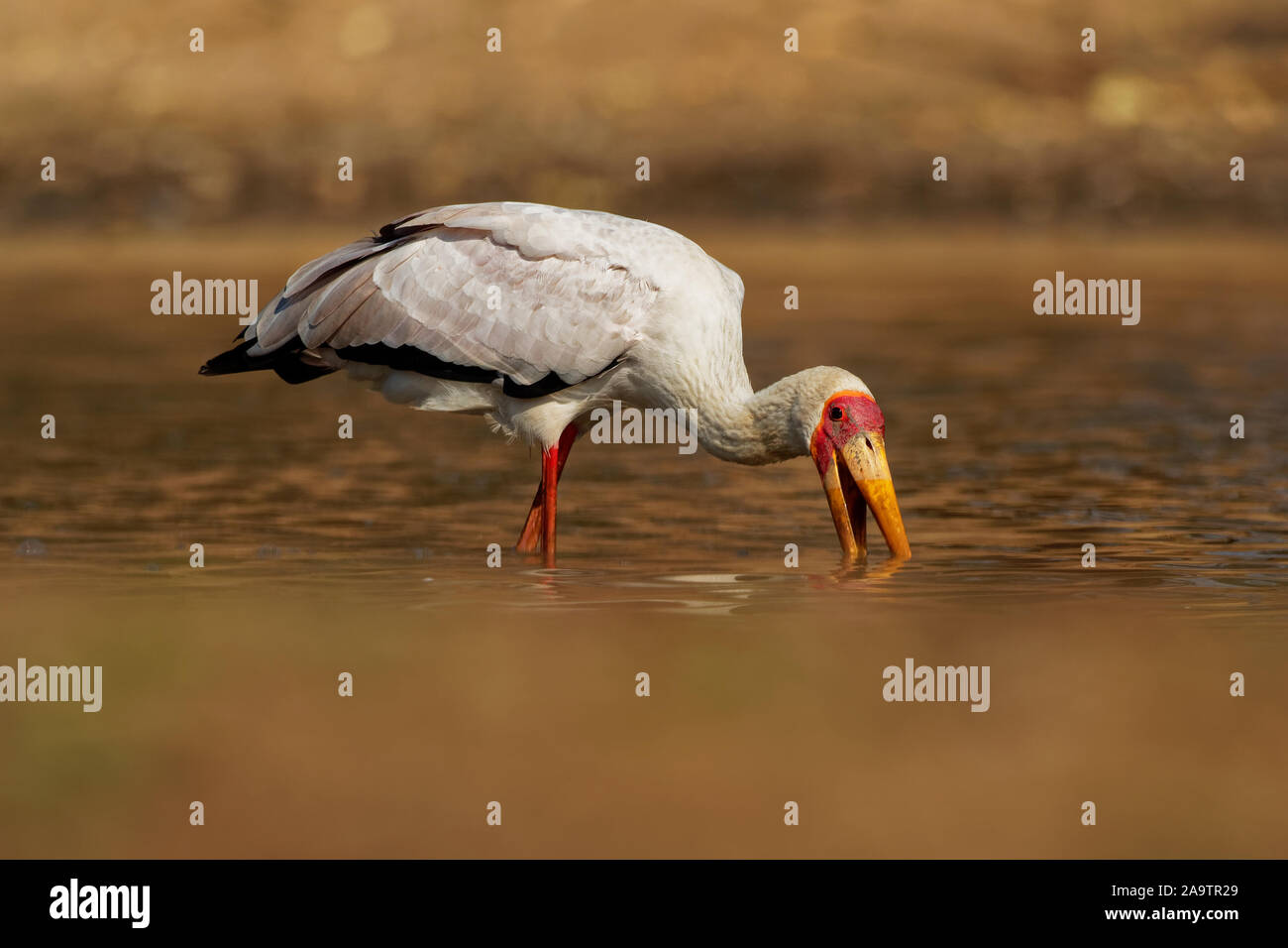 Giallo-fatturati Stork - Mycteria ibis anche legno stork o ibis, grandi trampolieri africani stork specie famiglia Ciconiidae, diffusa a sud del Sahara e Foto Stock