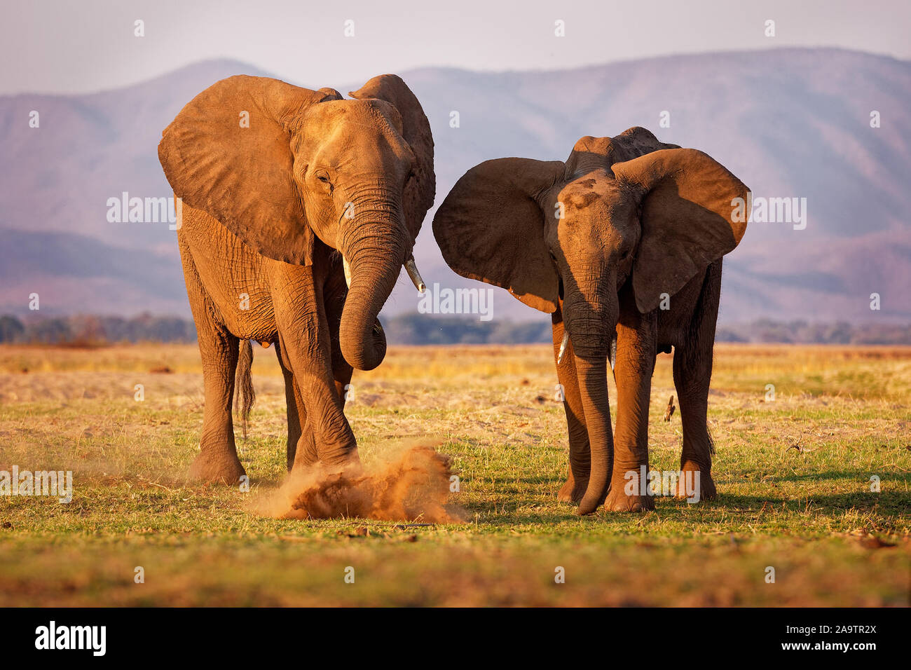Bush africano Elefante - Loxodonta africana coppia di due elefanti sul fiume Zambesi, Mana Pools in Zimbabwe vicino Zambia montagne durante il tramonto. Foto Stock