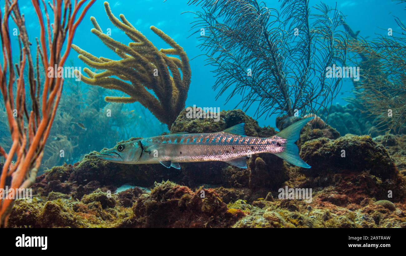 Barracuda in Coral reef Foto Stock