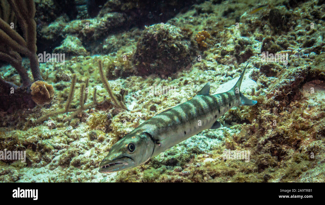 Barracuda in Coral reef Foto Stock