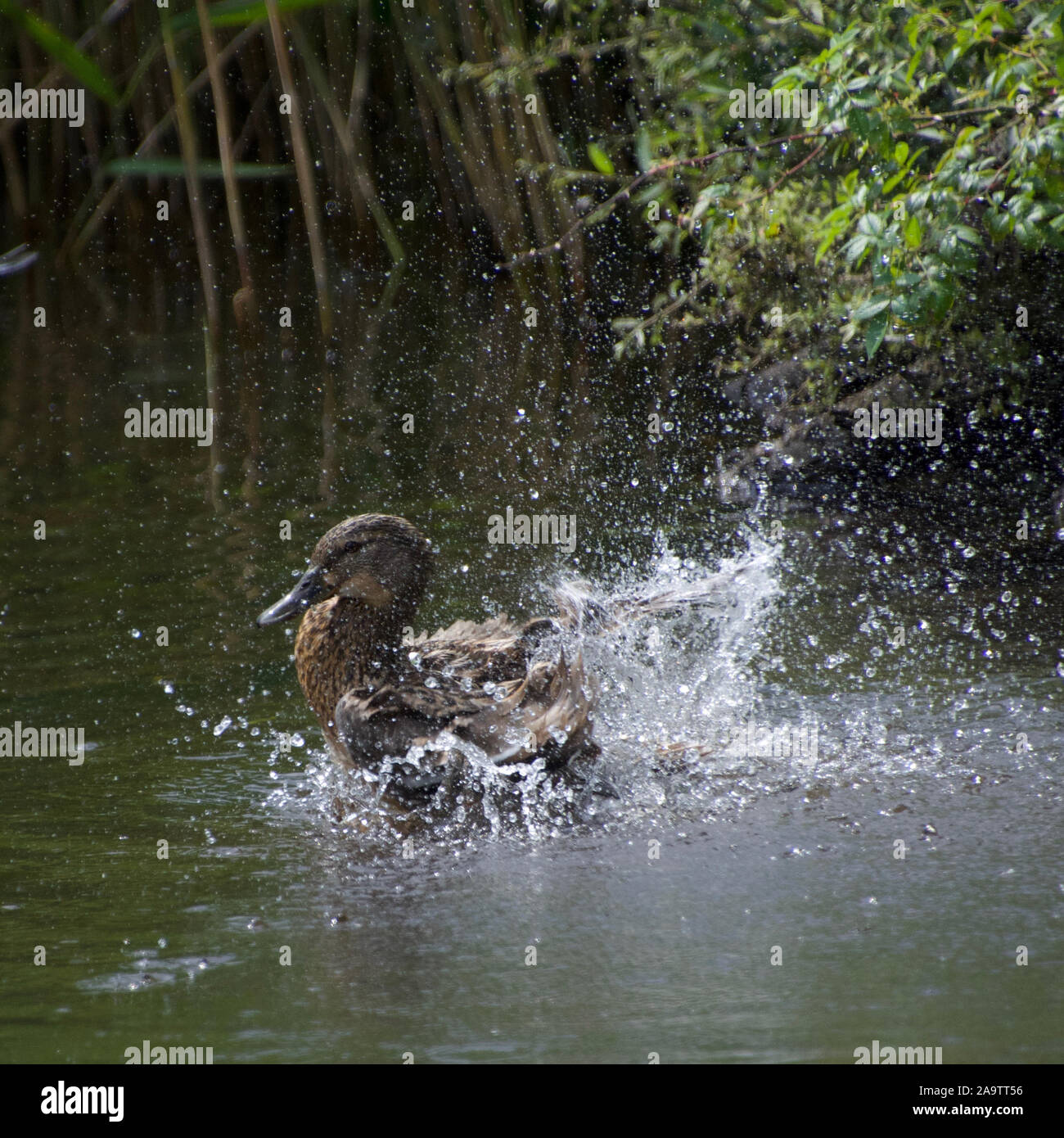 Una femmina di wild Mallard duck schizzi violentemente in acqua durante il lavaggio le sue piume. Le goccioline di acqua spray dappertutto come l'anatra si pulisce da solo. Foto Stock