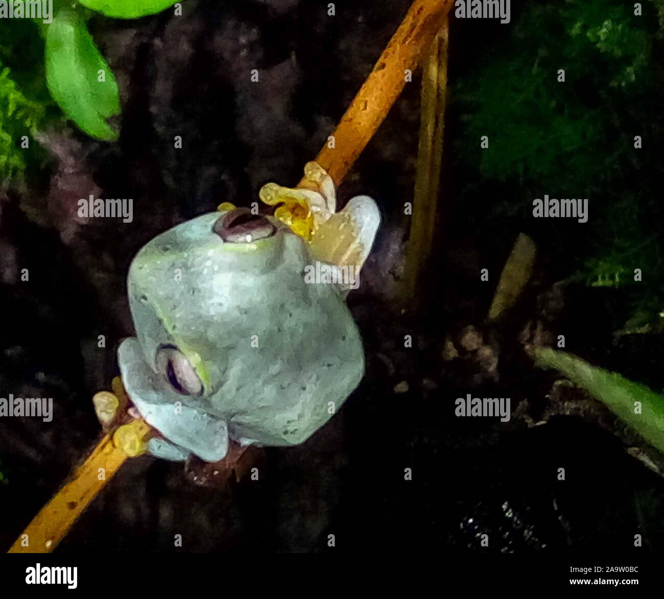 Più belle e rare rana bianco da foresta Foto Stock
