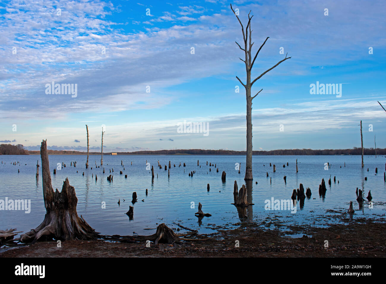 Gli alberi morti con esposti i sistemi di radice linea il serbatoio Manasquan lago in Howell, New Jersey 02 Foto Stock