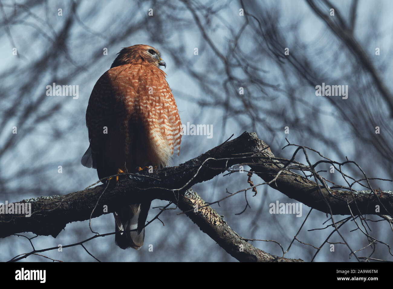 Primo piano di Hawk a spalla rossa Foto Stock