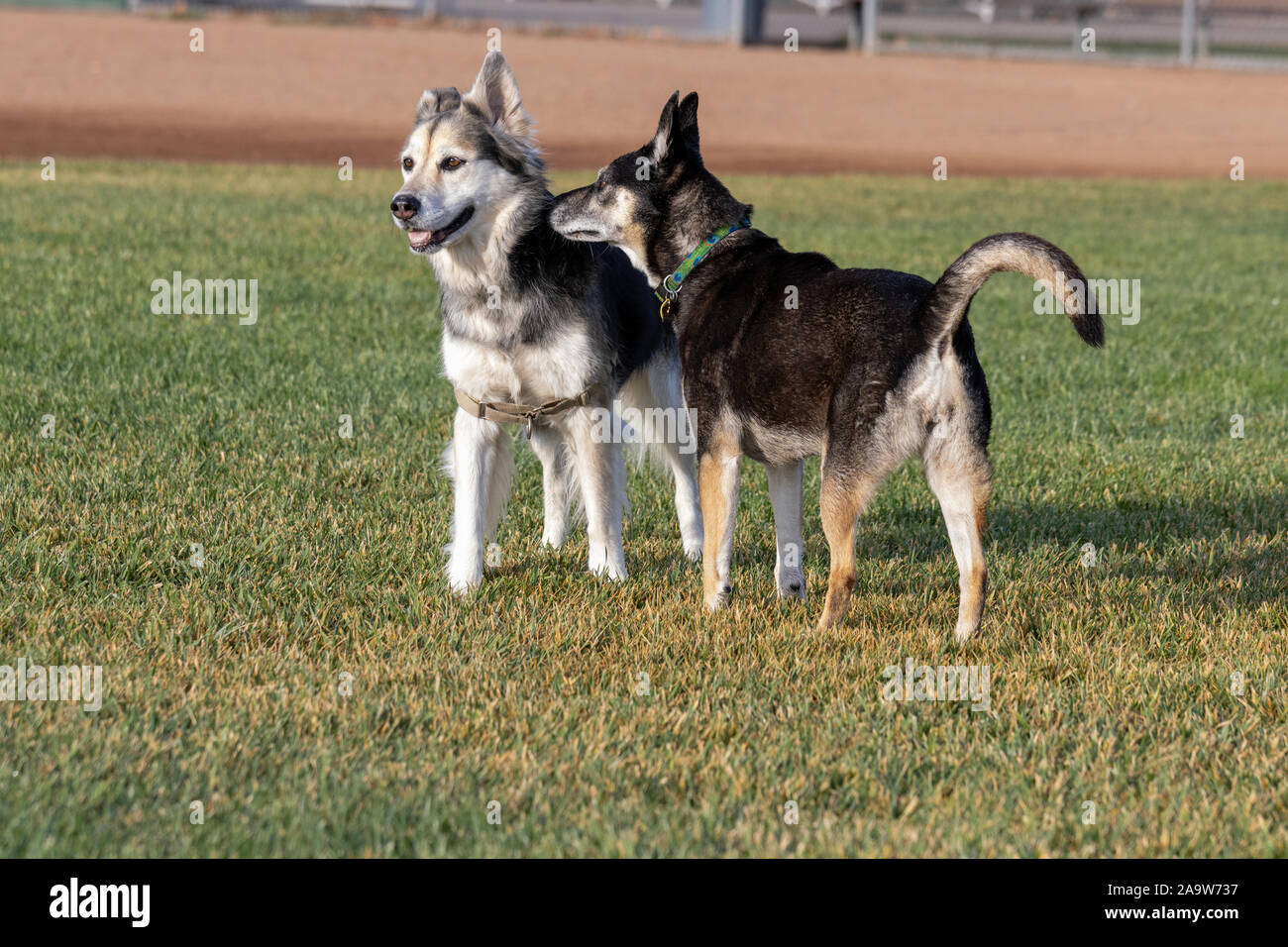 Fiona,' un Husky-pastore mix, godendo una giornata nel parco. Foto Stock