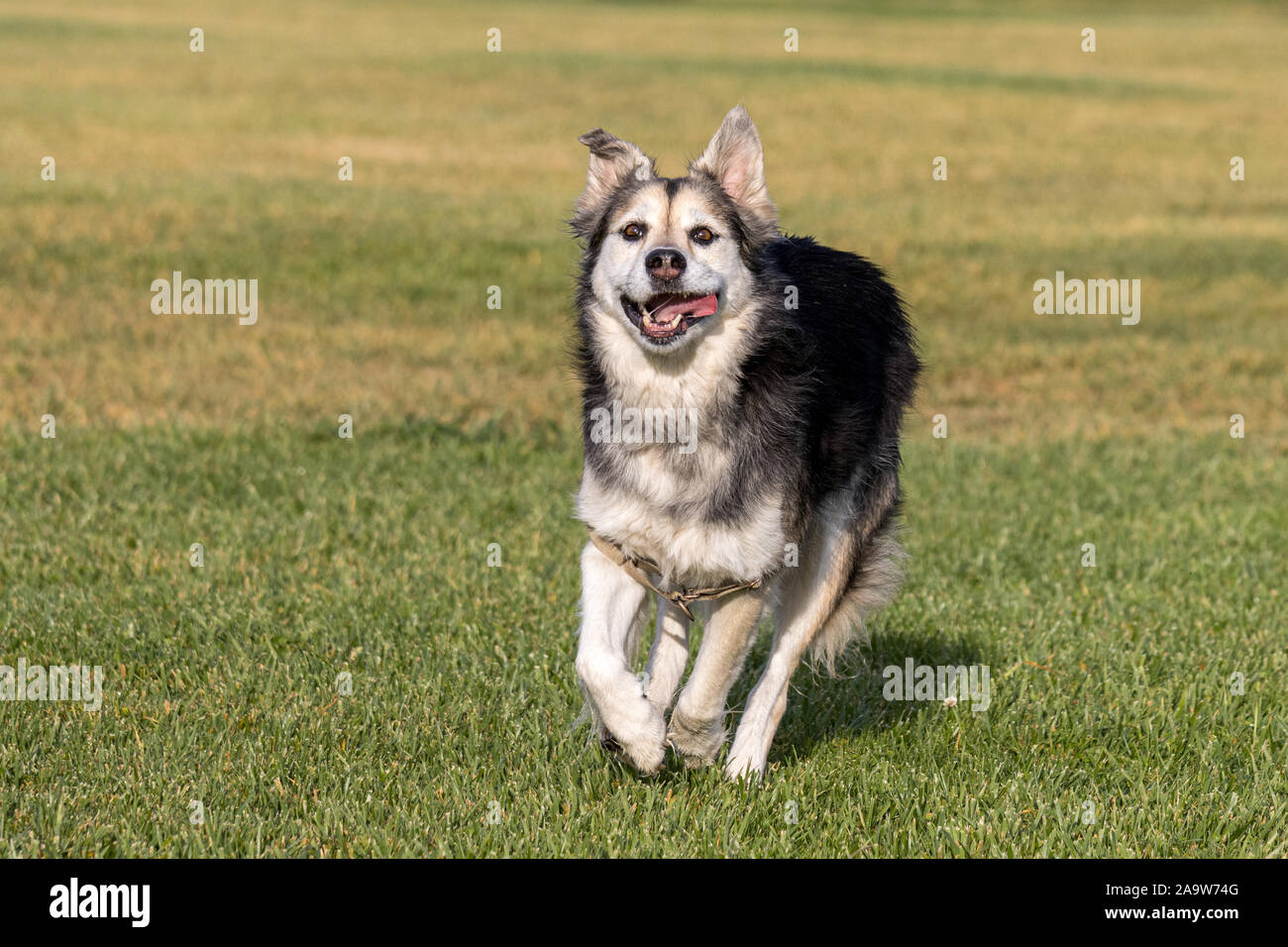 Fiona,' un Husky-pastore mix, godendo una giornata nel parco. Foto Stock