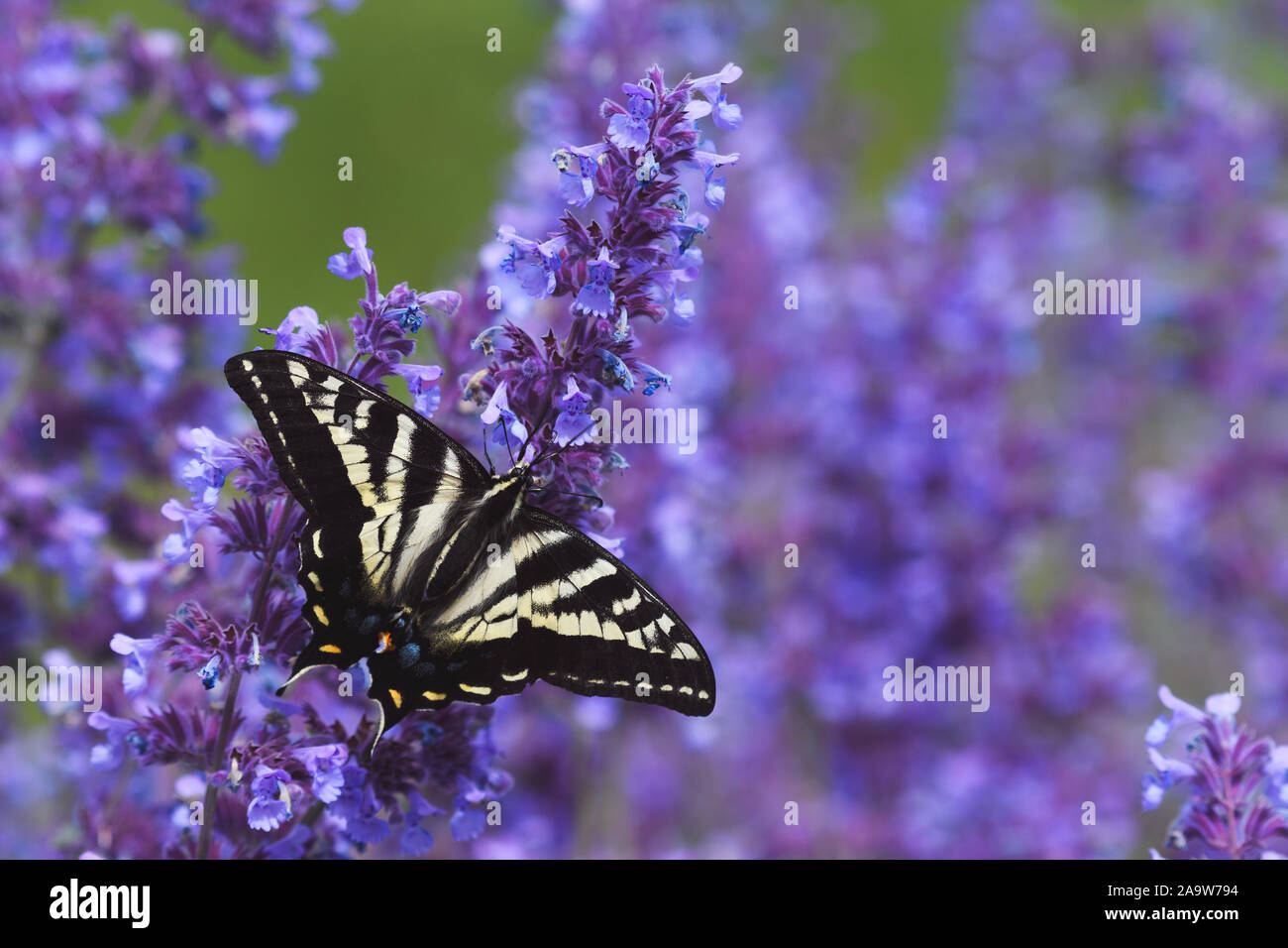 Tiger Swallowtail Butterfly su fiori viola Foto Stock