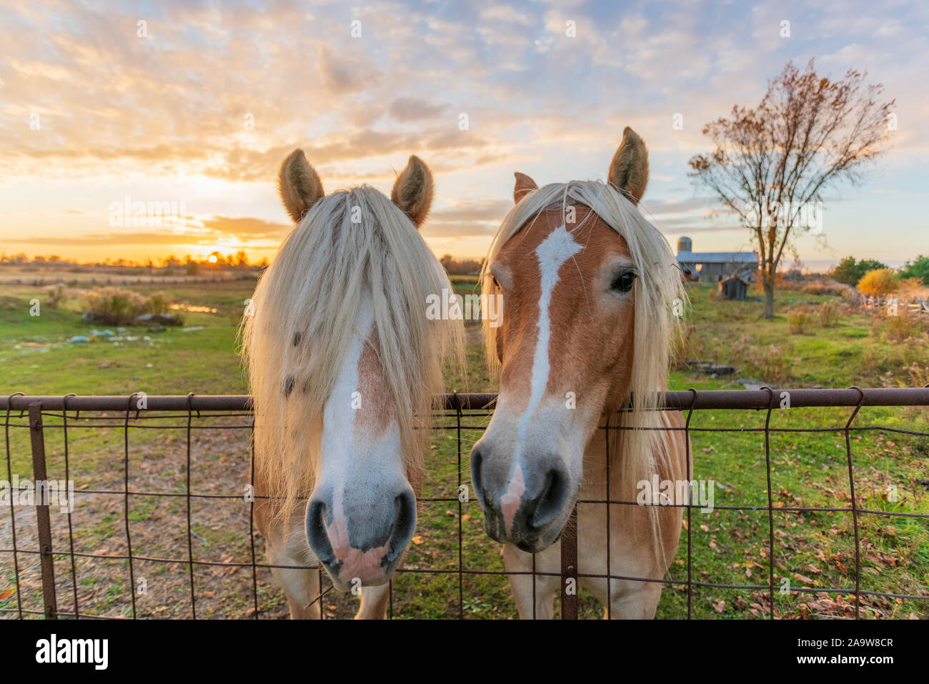 Close-up di cavalli con la fattoria e impostazione di Sun in background Foto Stock
