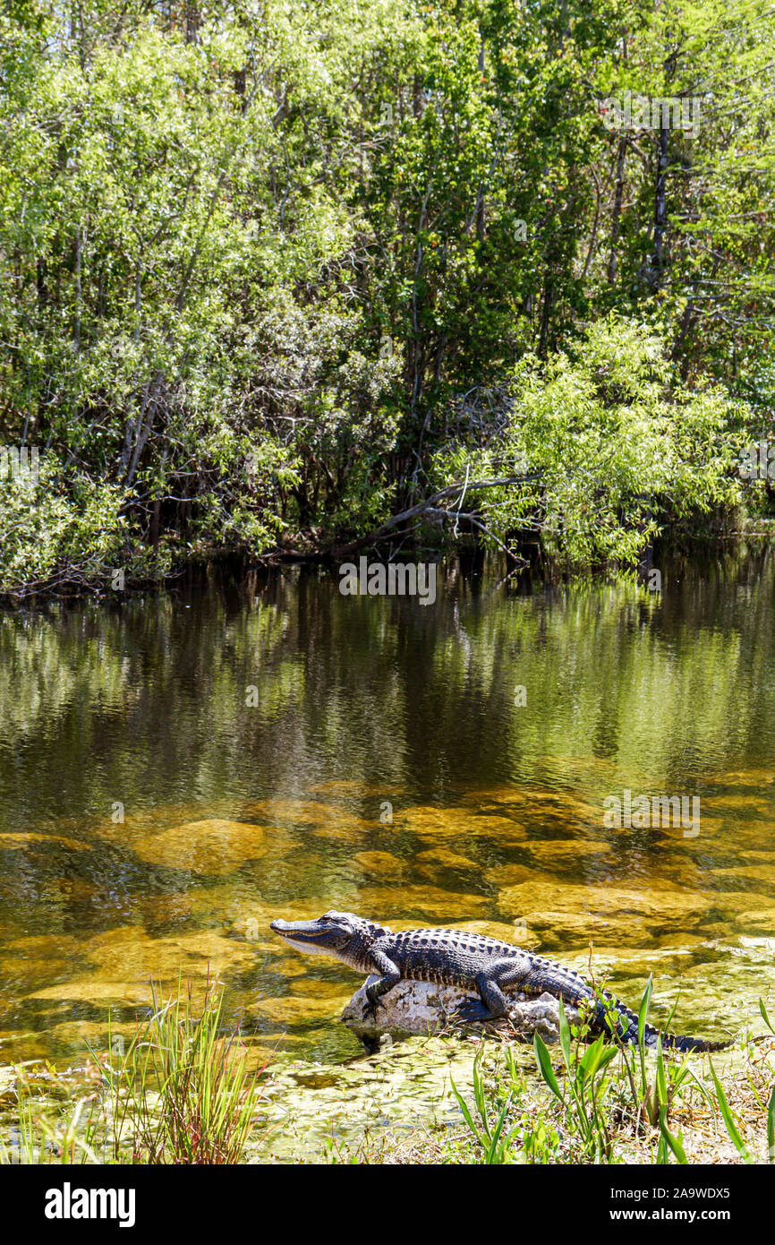 Florida The Everglades, Big Cypress National Preserve, US Highway Route 41, Tamiami Trail, alligatore, riposo, sole, FL100322012 Foto Stock