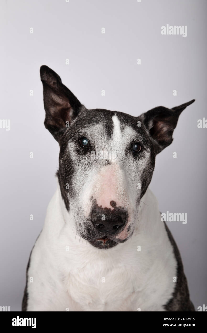 Ritratto di cane anziano del Bull Terrier razza su sfondo bianco Foto Stock