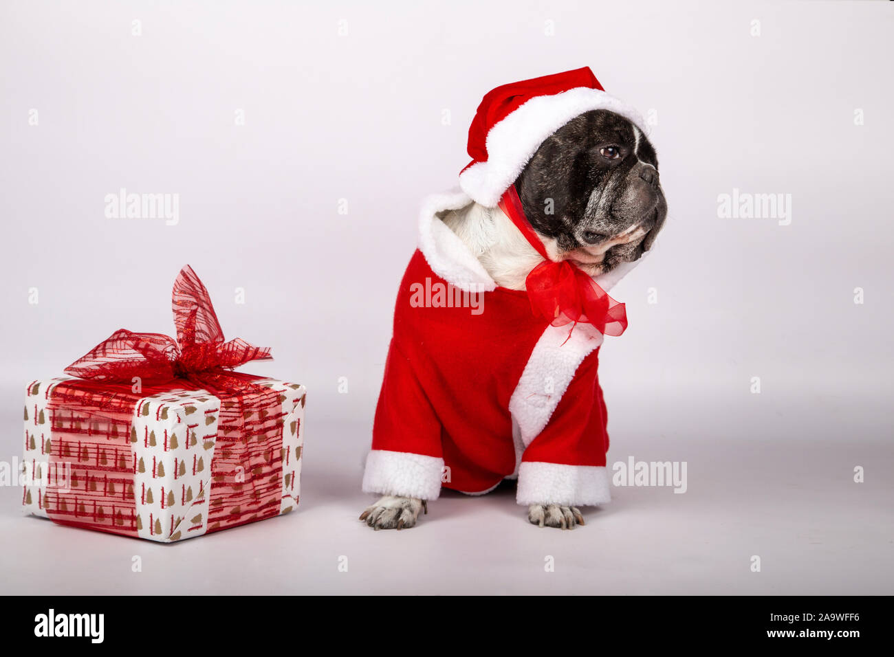 Cane in costume Santaclaus e hat con una confezione regalo con fiocco rosso. Natale e Anno Nuovo 2020 simbolo. Concetto di natale Foto Stock