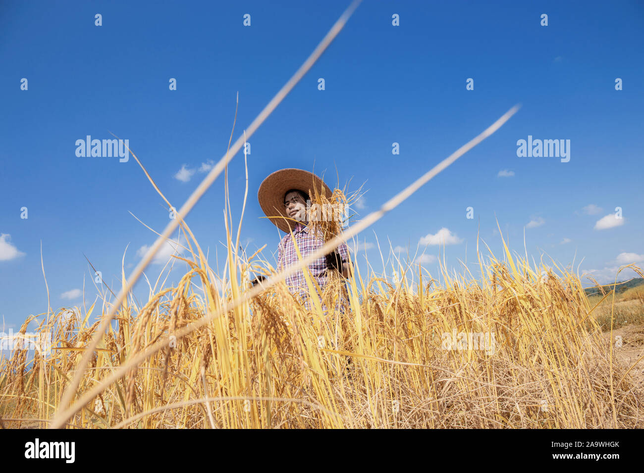 Gli agricoltori della stagione del raccolto di stand in campi con il blu del cielo. Foto Stock