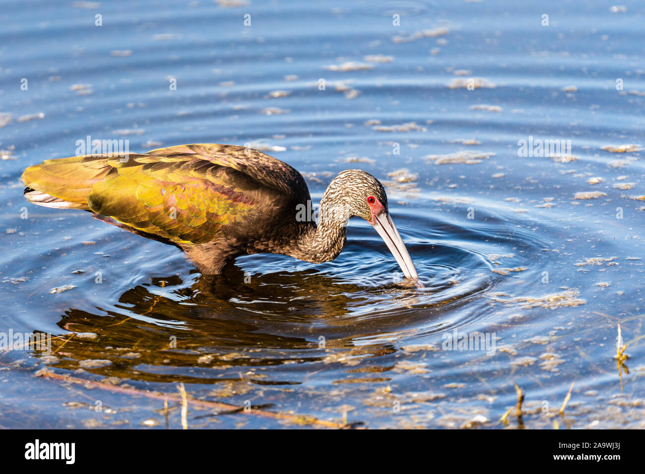 Close up di fronte bianco-Ibis (Plegadis chihi) alla ricerca di cibo nelle zone umide poco profonde di Merced National Wildlife Refuge, California Centrale Foto Stock