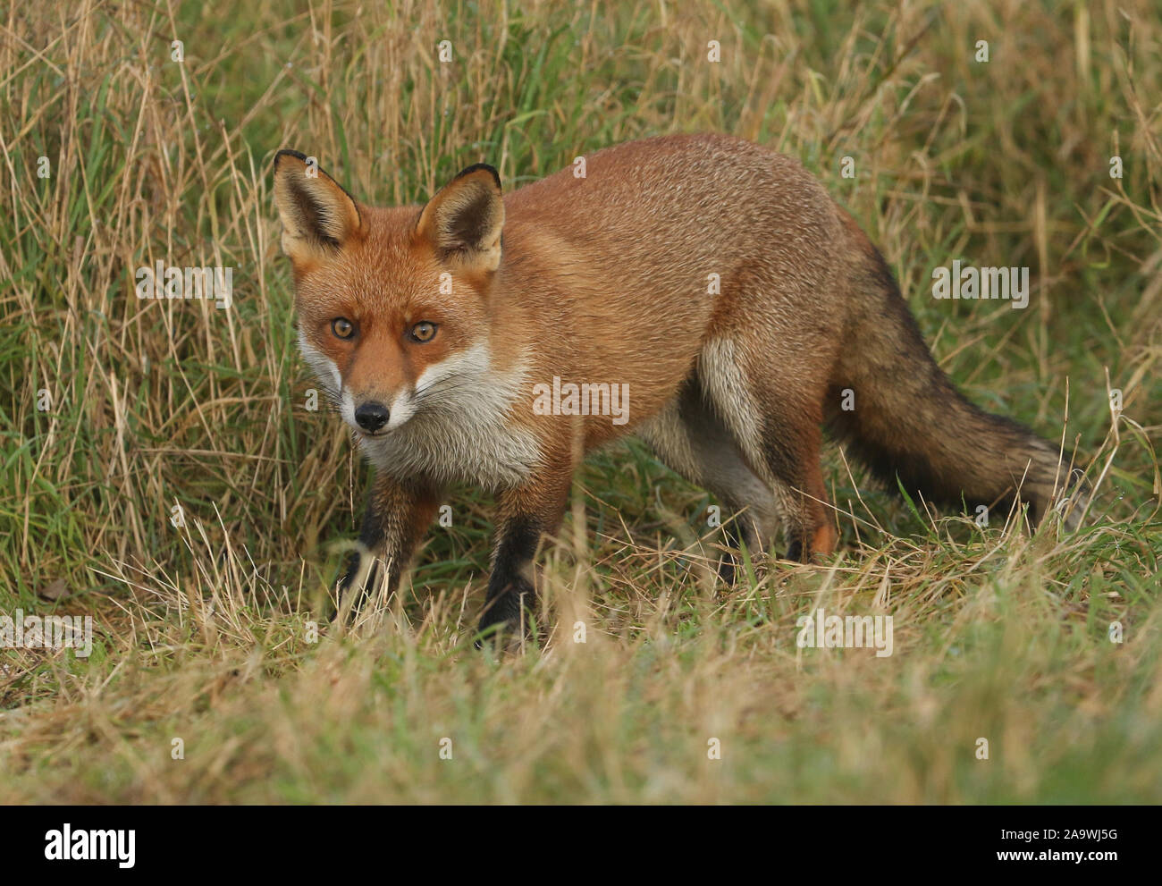 Un magnifico rosso selvatico, Fox Vulpes vulpes, a caccia di cibo da mangiare in erba lunga. Foto Stock