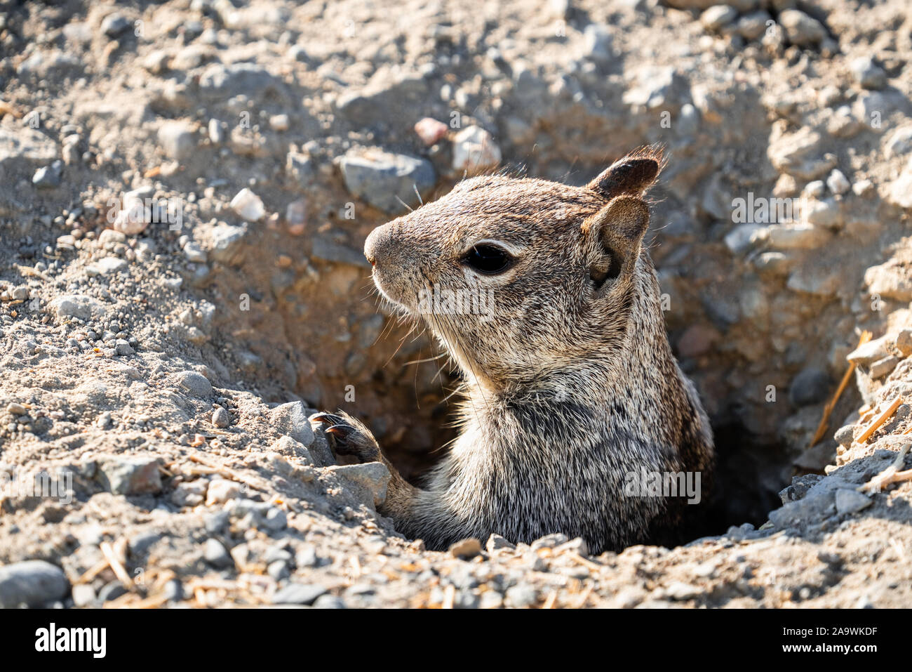 Close up della California di massa (scoiattolo Otospermophilus beecheyi) testa che spuntavano da un nido; Merced National Wildlife Refuge, California Centrale Foto Stock