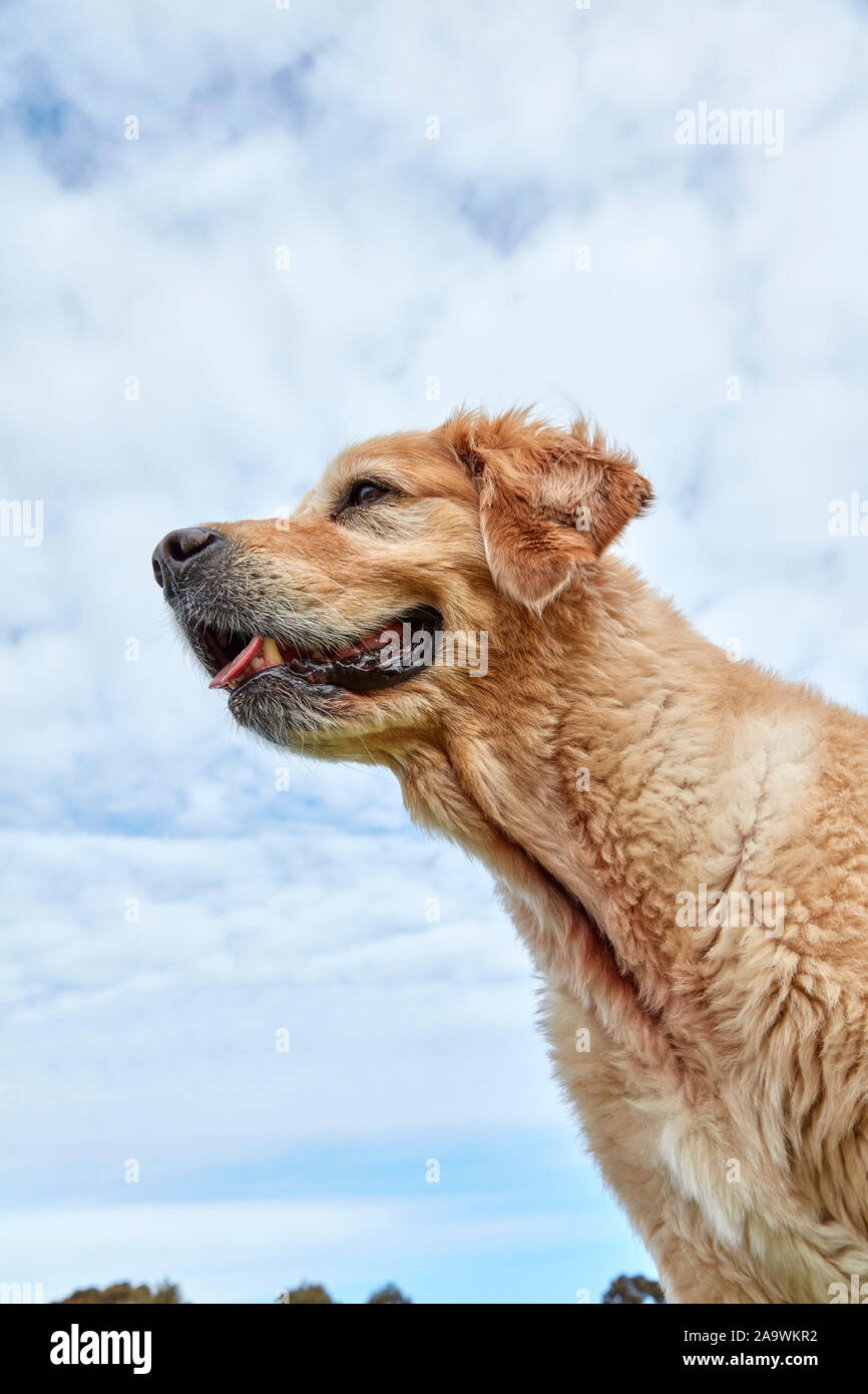 Il Golden Retriever nel parco cercando Foto Stock