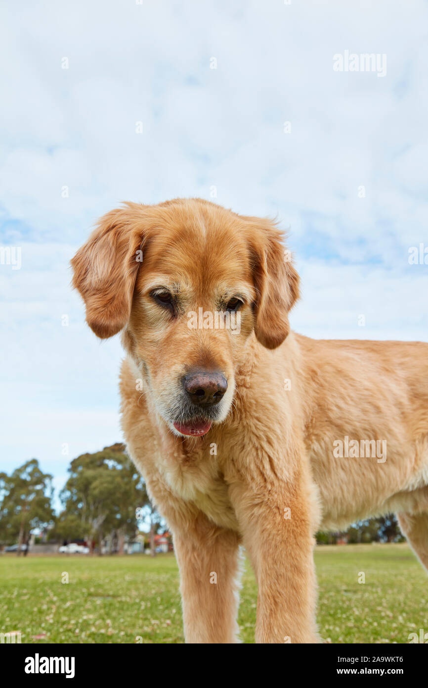 Il Golden Retriever nel parco cercando Foto Stock