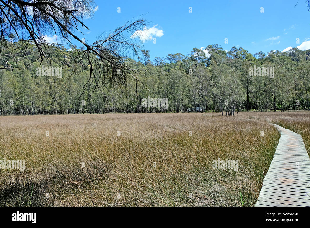 Aprire la palude salata con un percorso di woden in medio sul Benowie camminando via in Ku-Ring-Gai National Park, New South Wales, Australia. Foto Stock