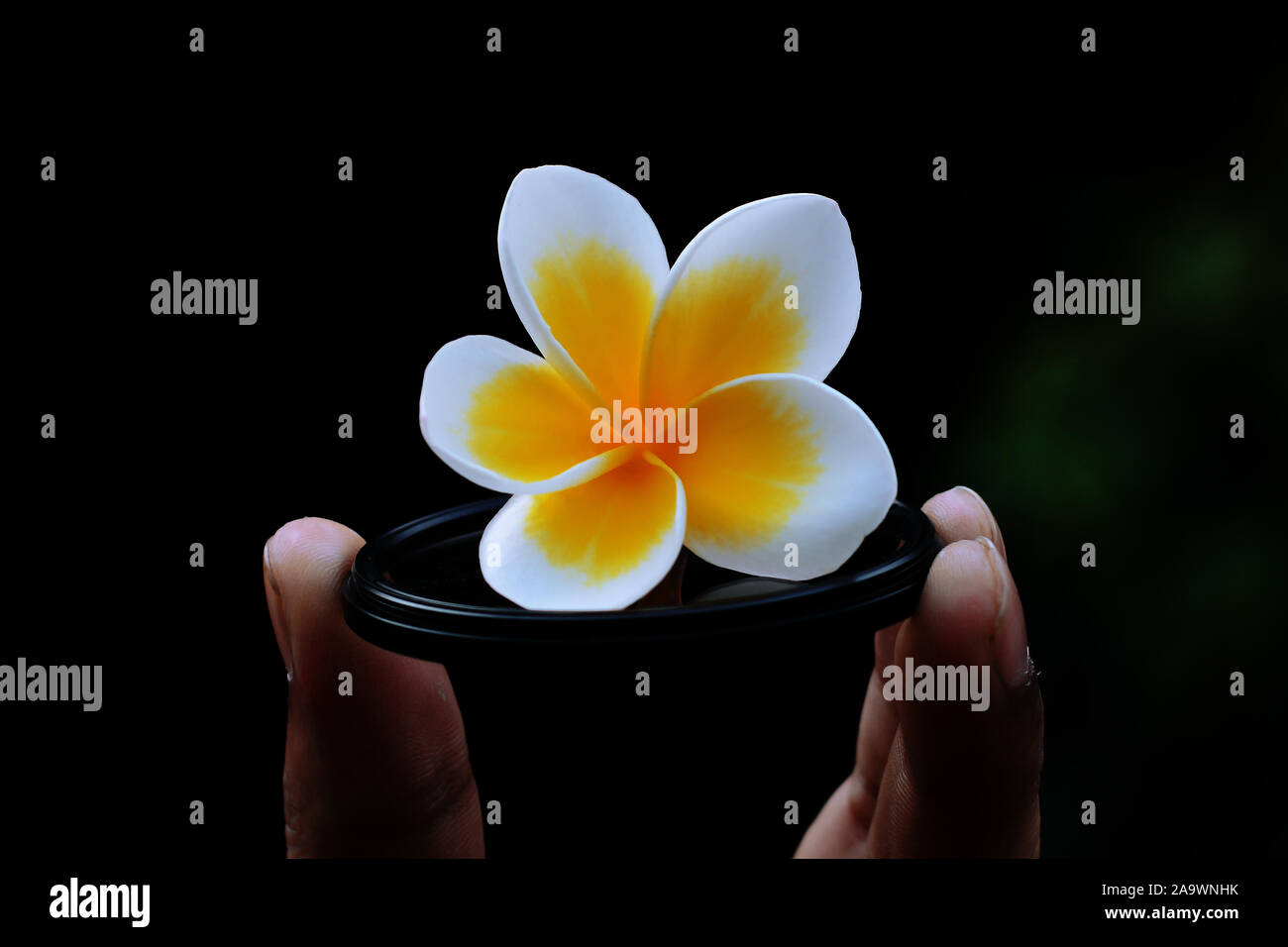 Fiore di frangipani con soft-focus in background. Foto Stock