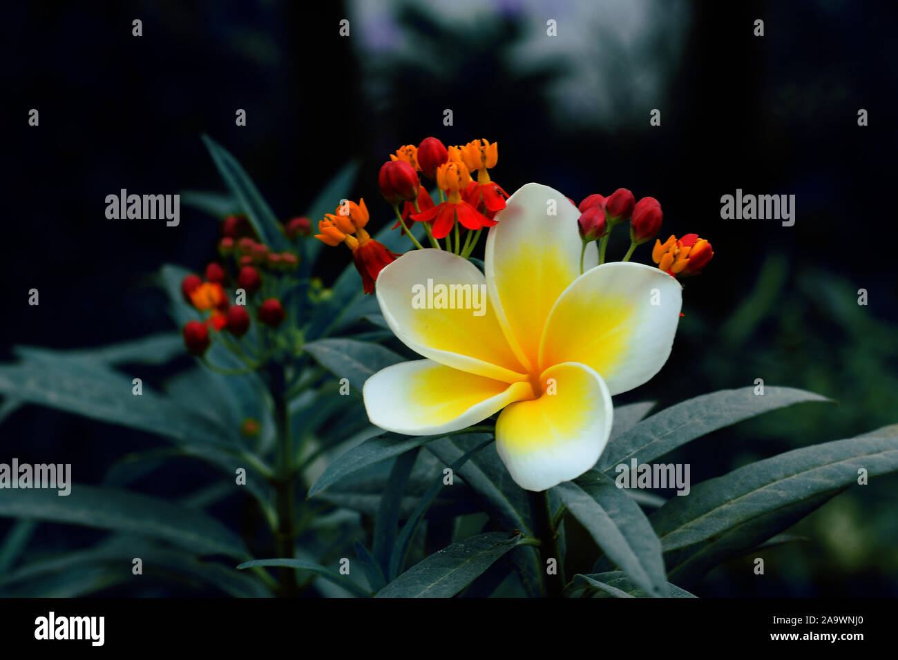 Fiore di frangipani con soft-focus in background. Foto Stock