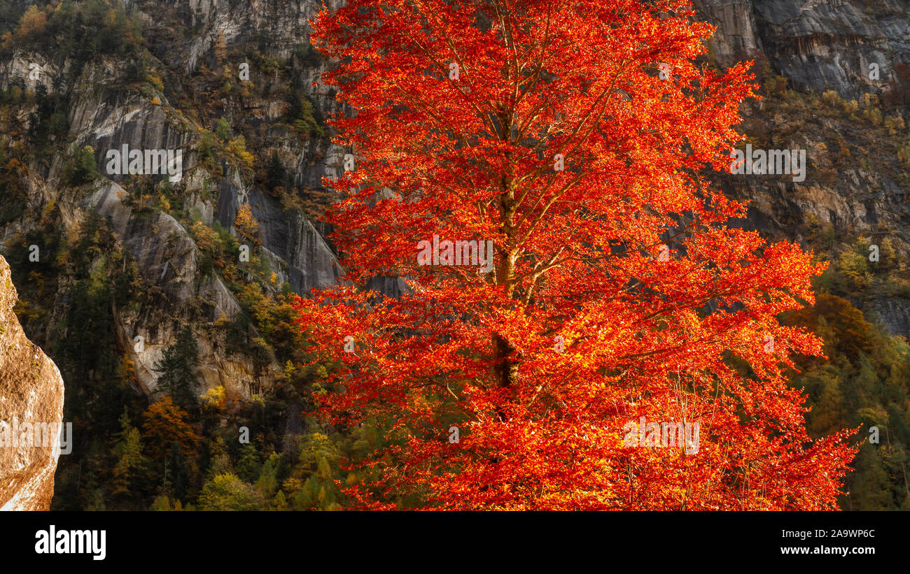 Arancio nella stagione autunnale nelle montagne della Val di Mello Foto Stock