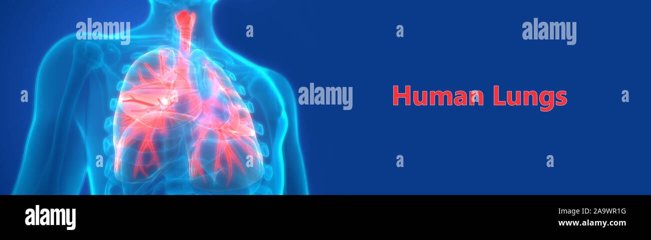 Respiratorio umano anatomia del sistema Foto Stock
