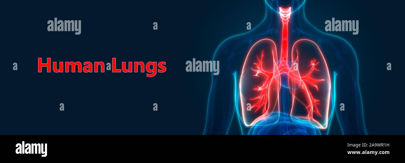 Respiratorio umano anatomia del sistema Foto Stock