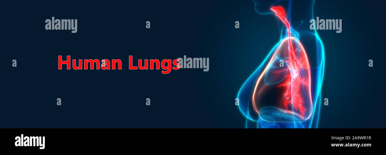 Respiratorio umano anatomia del sistema Foto Stock